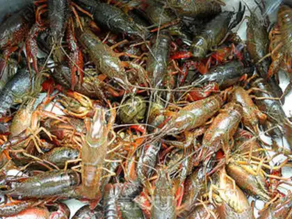 Make Dry stir-fried crayfish step 0