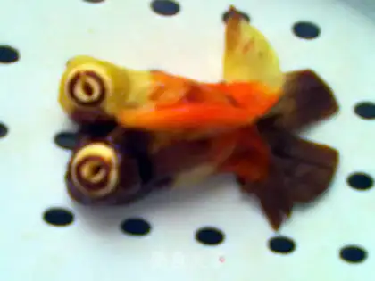 Make Colored goldfish steamed buns step 29