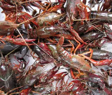 Make braised crayfish step 0