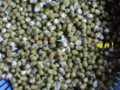 Make Spontaneous mung bean sprouts step 4