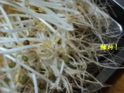 Make Spontaneous mung bean sprouts step 9