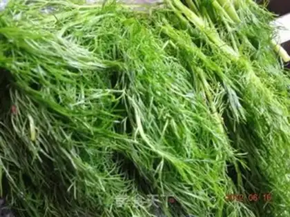 Make fried dumplings with fennel and beef step 0