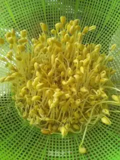 Make Spontaneous yellow bean sprouts step 4