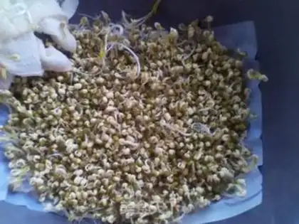 Make Spontaneous yellow bean sprouts step 5