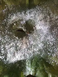 Make Powdered chicken step 11