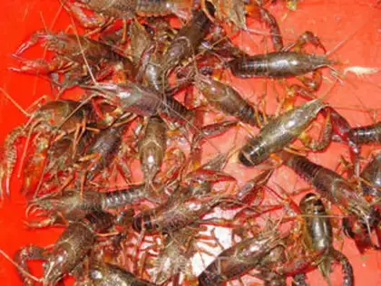 Make Easy lobster step 0