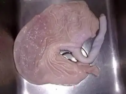 Make How to clean a pig