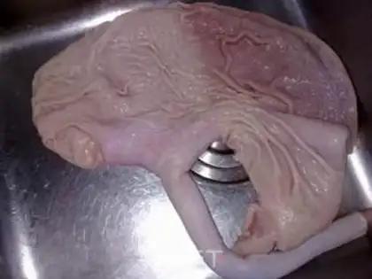 Make How to clean a pig
