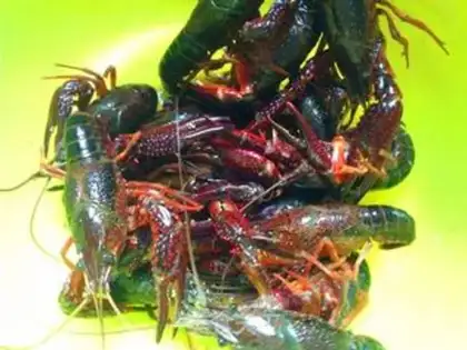 Make Spicy lobster step 1