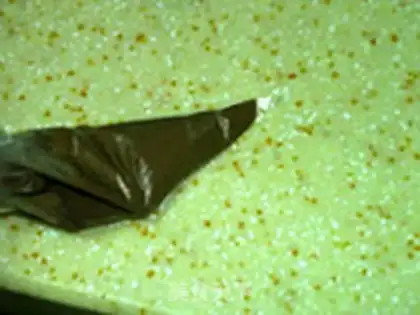 Make Coco marble cheese step 14