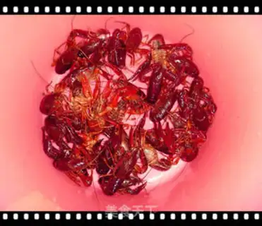 Make Spicy beer, lobster step 0