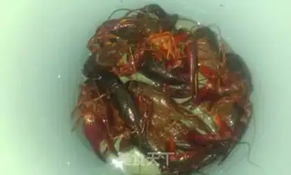 Make Vacuate the lobster step 0