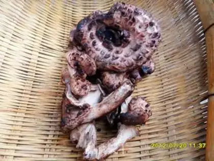 Make Fried Viper step 0