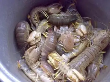 Make Go to Yuse and piss shrimp step 0