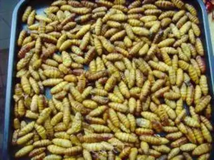 Make Dry ricin step 1