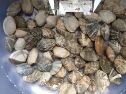 Make Liquor clams step 0