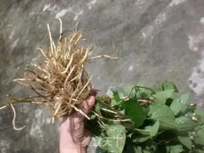 Make Frozen fish and grass step 0