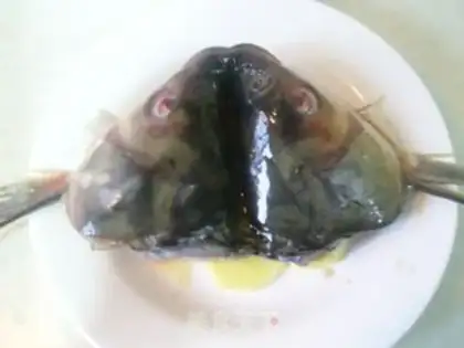 Make Precious blue fish head step 4