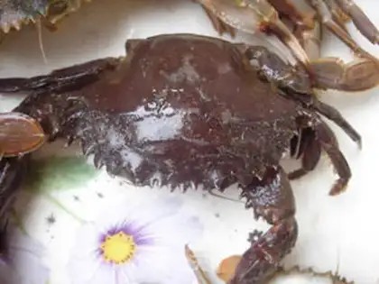 Make Fresh crabs step 2