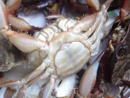 Make Fresh crabs step 4