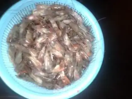 Make Homemade shrimp oil step 0
