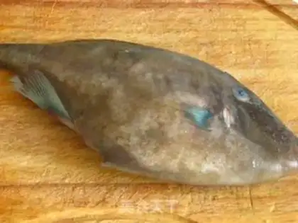 Make Red-fried skinfish step 0