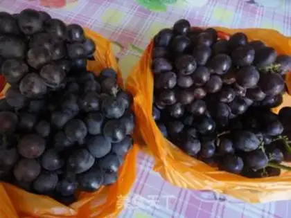 Make Homemade wine step 0