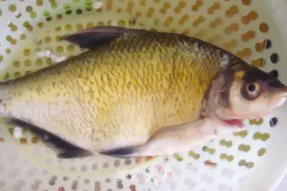 Make Vacuate the chowfish step 0