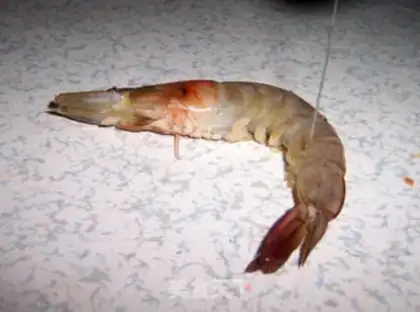 Make Cream shrimp step 3