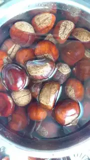 Make Chestnut step 2