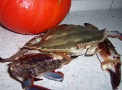 Make Pumpkin crab stew step 0