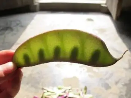 Make Pickles step 2