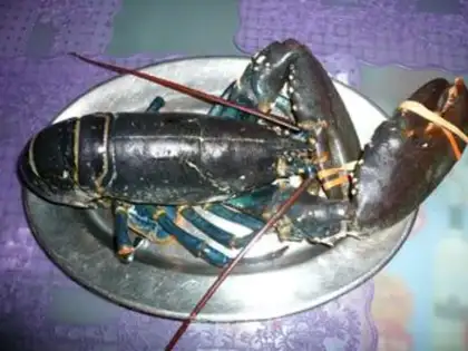Make ♪ And spicy wild blue lobster ♪ step 0