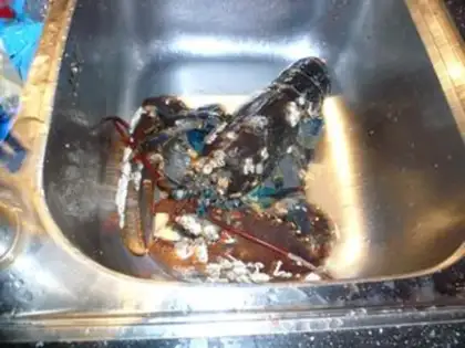 Make ♪ And spicy wild blue lobster ♪ step 1