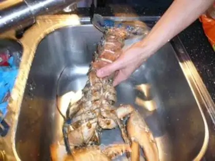 Make ♪ And spicy wild blue lobster ♪ step 2