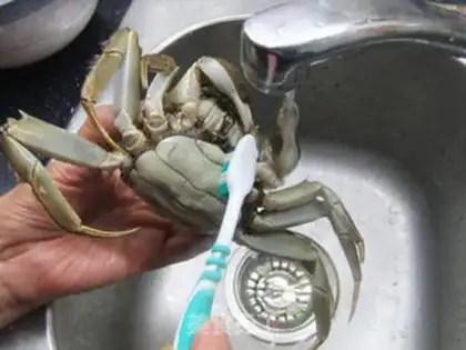 Make Crabs step 1