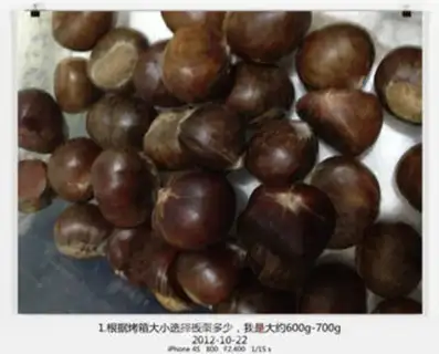 Make Chestnut step 0