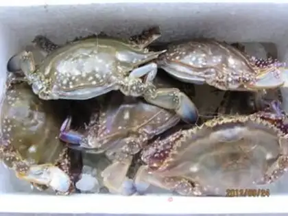 Make Crabs step 0