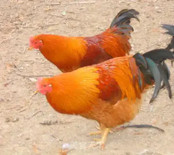 Make A purified chicken step 0