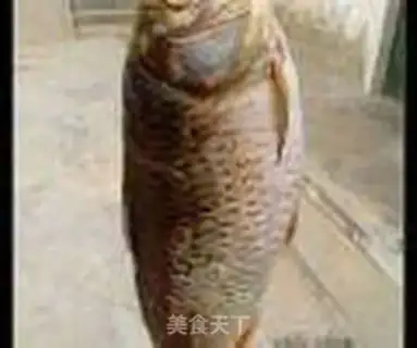 Make Carp step 0