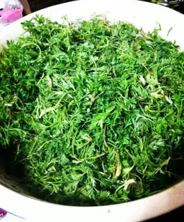 Make Artemisin step 2