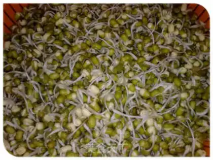 Make Green bean sprouts step 5