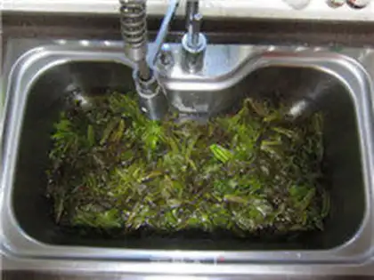 Make The pickle sprouts step 1