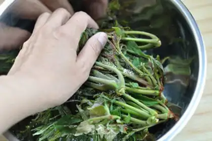 Make Taste the bud step 2