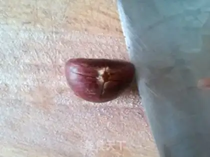 Make Chestnut step 1