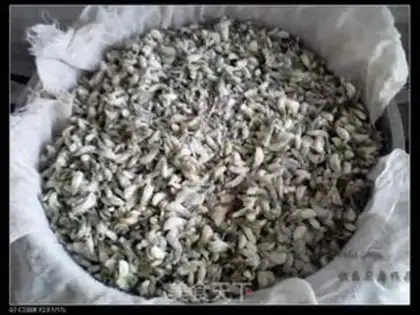 Make Steam flowers step 1