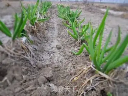 Make Sprouts step 0