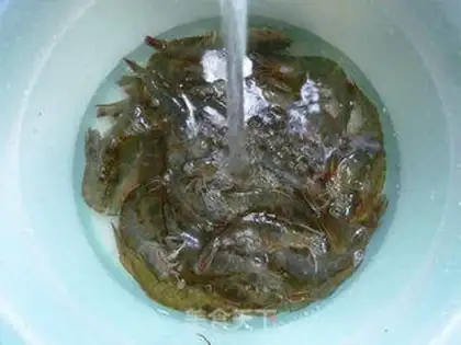 Make Shrimp step 2