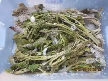Make Pickle sprouts step 4