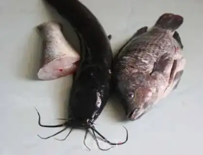 Make Fish is fresh step 2
